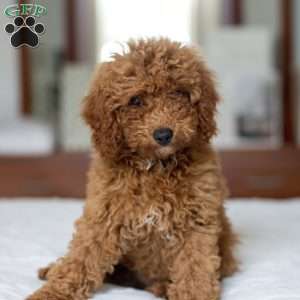 Montana, Mini Goldendoodle Puppy